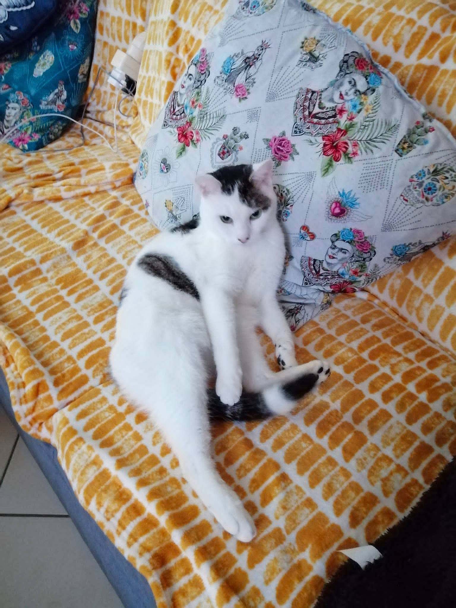 Jumbo participe au concours pour gagner de l'argent avec cette photo : carnivore, cat, chair, comfort, domestic_short_haired_cat, felidae, floor, flooring, fur, grey, hardwood, linens, pattern, paw, room, small_to_medium_sized_cats, tail, textile, whiskers, wood