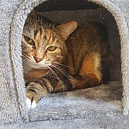 Mimine participe au concours pour gagner de l'argent avec cette photo : carnivoran, cat, cat_like_mammal, domestic_short_haired_cat, dragon_li, european_shorthair, fauna, fur, paw, small_to_medium_sized_cats, snout, tabby_cat, whiskers