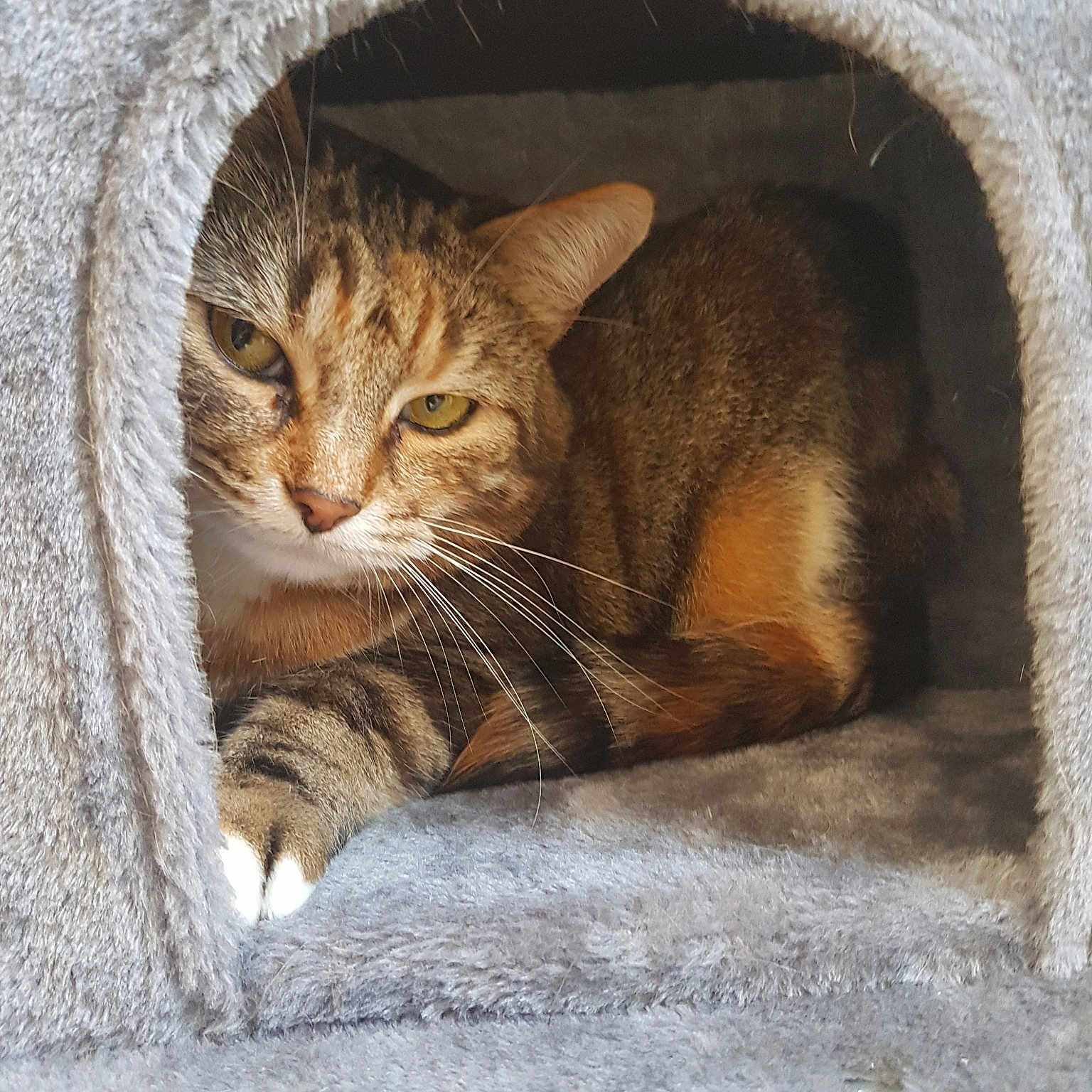 Mimine participe au concours pour gagner de l'argent avec cette photo : carnivoran, cat, cat_like_mammal, domestic_short_haired_cat, dragon_li, european_shorthair, fauna, fur, paw, small_to_medium_sized_cats, snout, tabby_cat, whiskers