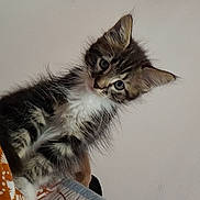 Vivi participe au concours pour gagner de l'argent avec cette photo : cat, kitten, fluffy, long_hair, tabby, white_chest, animal, pet, portrait, close_up, sitting, perched, curious, wide_eyed, head_tilt, indoors, human_lap, soft_lighting, wall, text_overlay