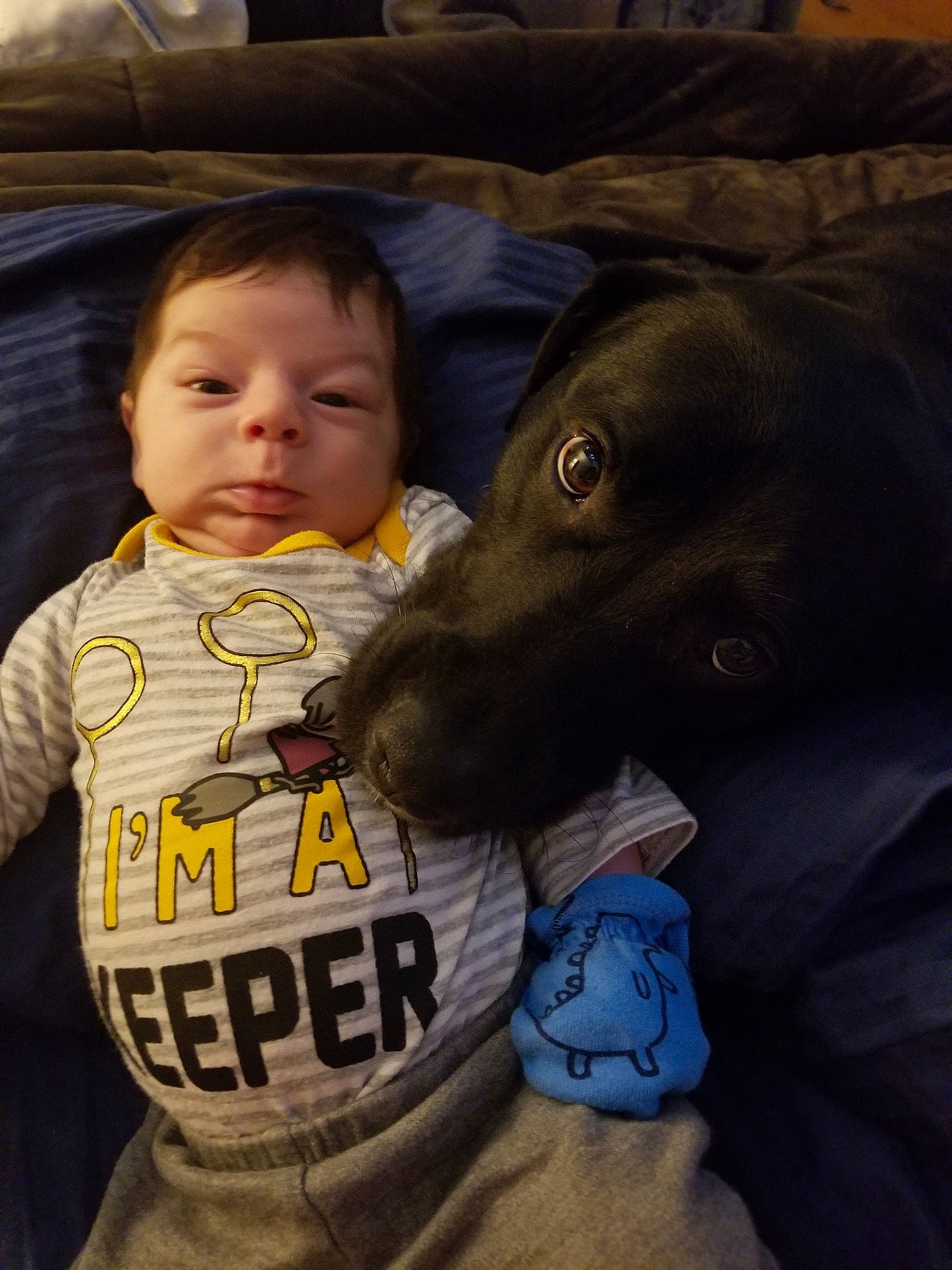 Alistair joined the competition — help win amazing prizes! baby, canidae, carnivore, child, companion_dog, dog, dog_breed, greyhound, person, sporting_group, toddler, vacation