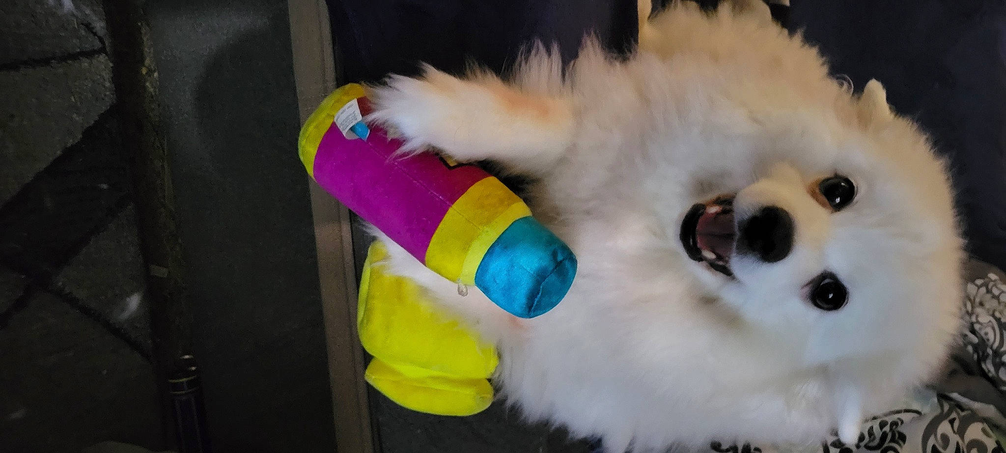Bella joined the competition — help win amazing prizes! carnivore, companion_dog, dog, dog_breed, dog_supply, dye, feather, felidae, fur, glove, magenta, paw, plastic, plush, spitz, stuffed_toy, tail, toy, toy_dog, whiskers