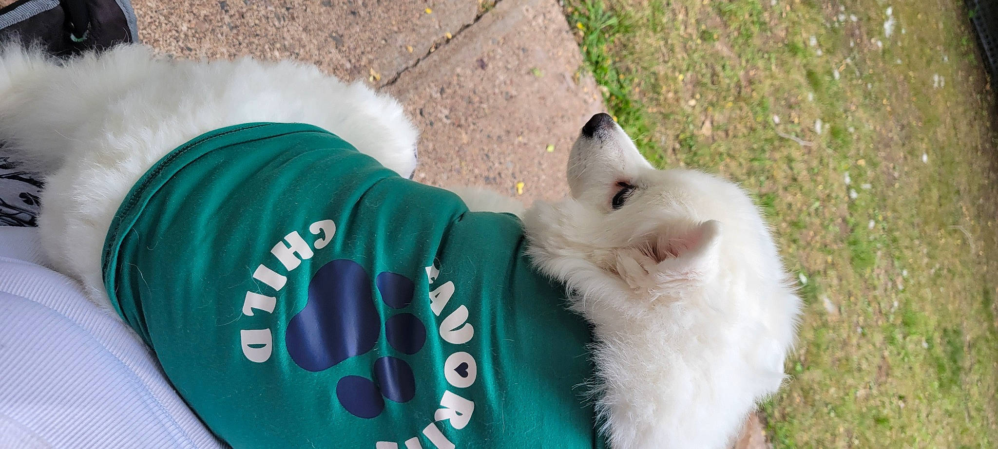 Bella joined the competition — help win amazing prizes! canidae, carnivore, companion_dog, dog, dog_breed, dog_supply, electric_blue, fawn, felidae, fur, grass, japanese_spitz, samoyed, small_to_medium_sized_cats, snout, spitz, sporting_group, tail, toy_dog, whiskers