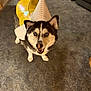 Niko is registered to the contest to win money with this photo: blue_eyes, carpet, chair, cone_hat, costume, cozy, dog, fur, furniture, husky, indoor, living_room, looking_up, paws, pet, playful, shoe, sitting, smile, yellow_boot