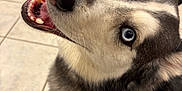 Niko is registered to the contest to win money with this photo: blue_eyes, cabinet, close_up, dog, fur, gaze, husky, indoor, kitchen, looking_up, muzzle, nose, pet, playful, portrait, sitting, teeth, tile_floor, tongue, whiskers