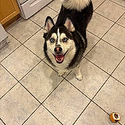 Niko is registered to the contest to win money with this photo: black_and_white, blue_eyes, cabinet, dog, fluffy, happy, husky, indoor, kitchen, looking_up, owner_shoe, paw, pet, playful, smiling, stove, tail, tile_floor, tongue_out, toy_ball