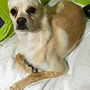 Marley joined the competition — help win amazing prizes! animal, blanket, canine, companion, cute, dog, ears, eyes, fur, green_background, indoor, looking, lying_down, nose, paws, pet, resting, small_dog, tan_fur, white_fur