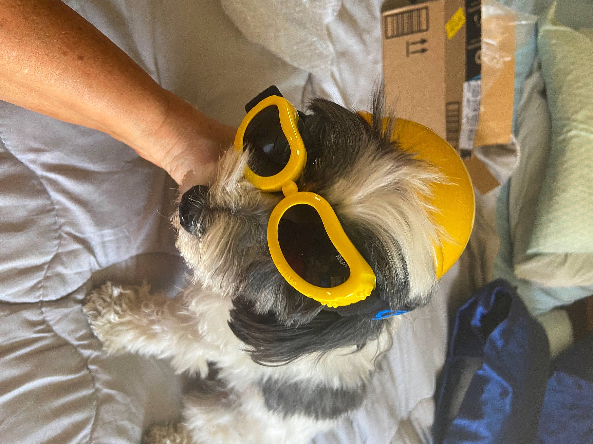 Bandit joined the competition — help win amazing prizes! canidae, carnivore, companion_dog, dog, dog_breed, eyewear, fashion_accessory, fur, glasses, goggles, personal_protective_equipment, service, snout, sporting_group, sunglasses, toy_dog, veterinarian, whiskers, working_animal