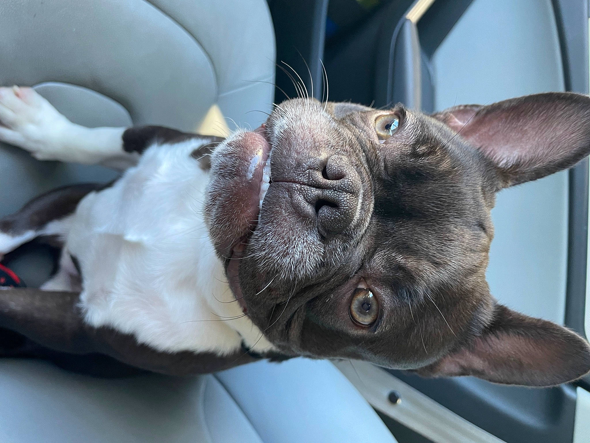 Bossie is registered to the contest to win money with this photo: carnivore, claw, collar, comfort, companion_dog, dog, dog_breed, ear, fawn, felidae, fur, liver, small_to_medium_sized_cats, snout, tail, terrestrial_animal, whiskers, window, working_animal, wrinkle