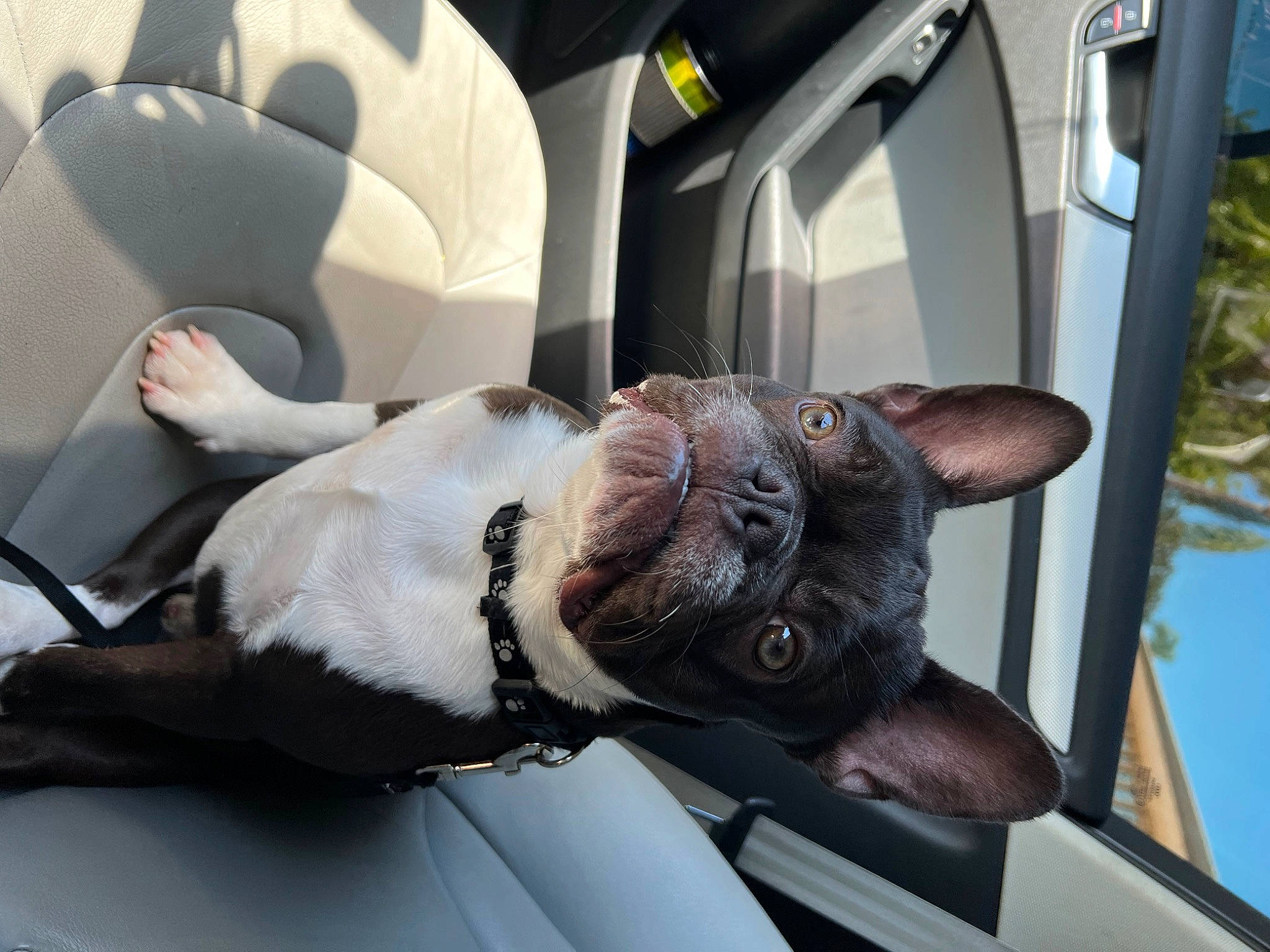 Bossie is registered to the contest to win money with this photo: auto_part, automotive_design, car, car_seat, car_seat_cover, carnivore, collar, comfort, companion_dog, dog, dog_breed, fawn, head_restraint, motor_vehicle, snout, sporting_group, vehicle, vehicle_door, whiskers, working_animal