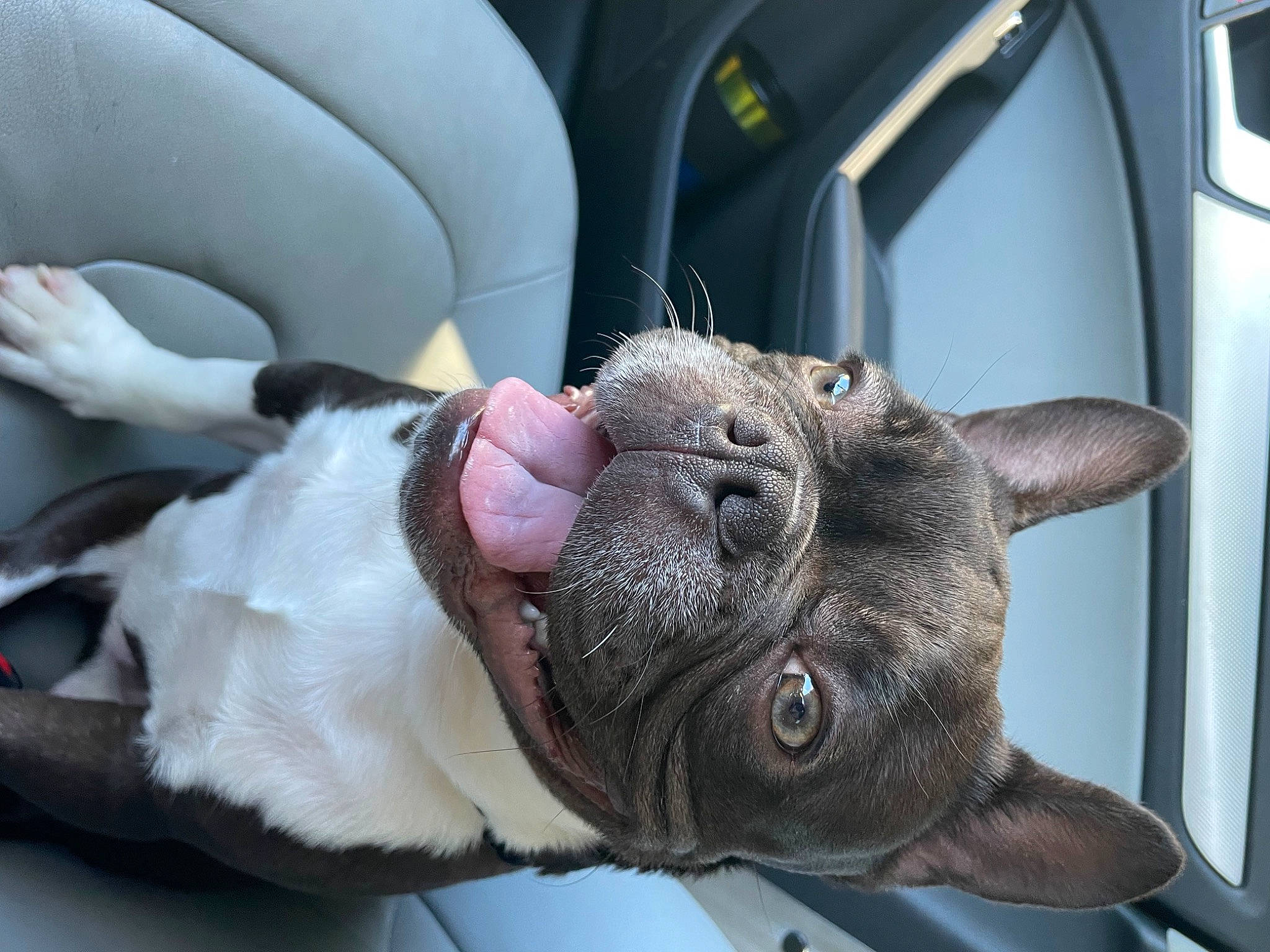 Bossie is registered to the contest to win money with this photo: canidae, car_seat, carnivore, collar, comfort, companion_dog, dog, dog_breed, ear, fawn, fur, jaw, non_sporting_group, snout, sporting_group, vehicle, vehicle_door, whiskers, working_animal, wrinkle