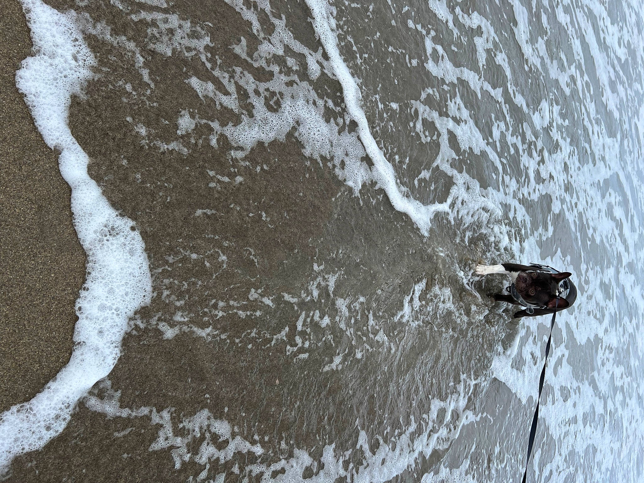 Boss Bossie joined the competition — help win amazing prizes! asphalt, beach, body_of_water, fluid, freezing, geological_phenomenon, lake, liquid, ocean, reflection, road_surface, rock, sand, shadow, soil, water, wave, wind_wave, winter, wood