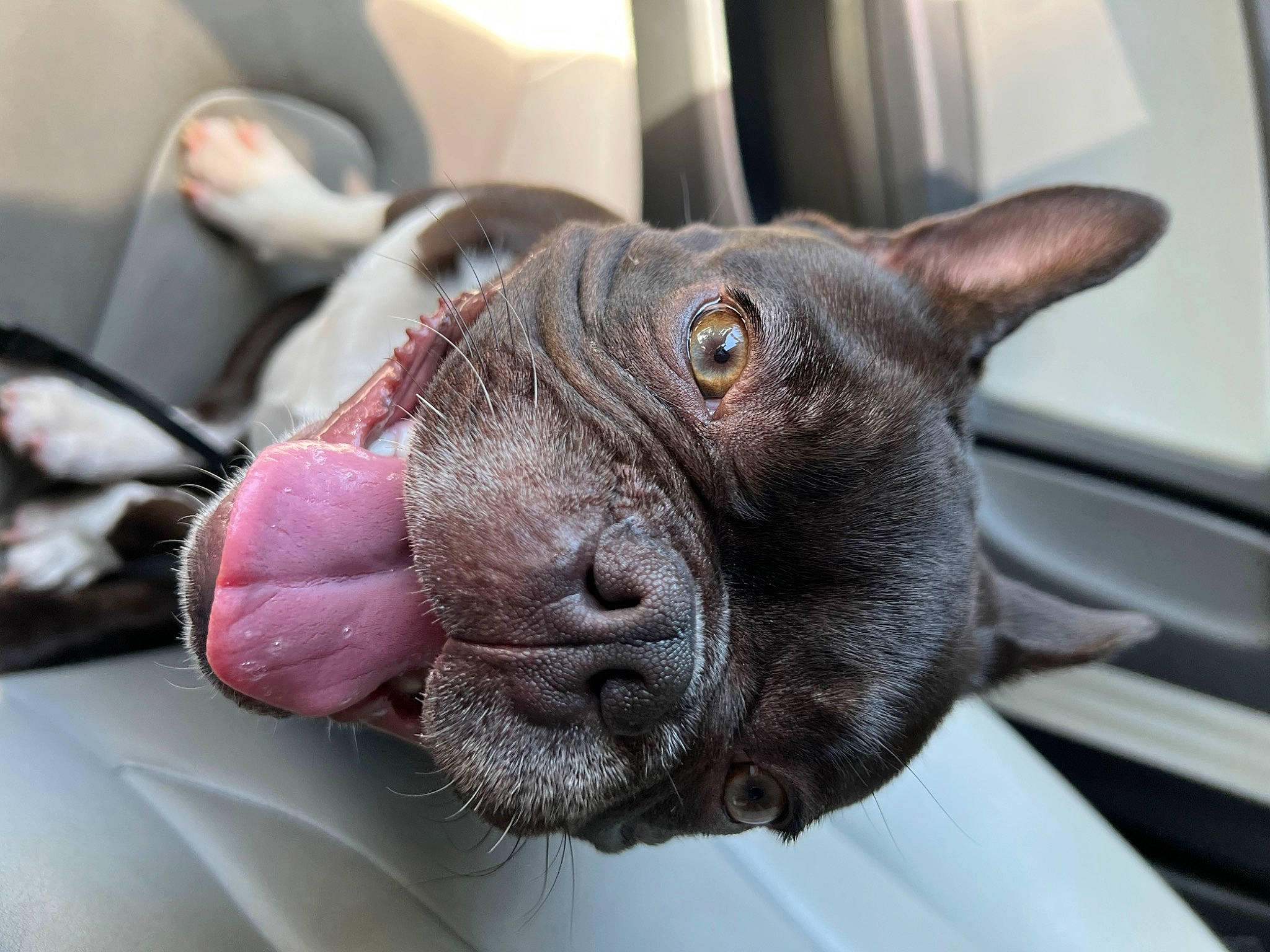 Boss Bossie joined the competition — help win amazing prizes! canidae, carnivore, collar, comfort, companion_dog, dog, dog_breed, ear, fawn, felidae, liver, motor_vehicle, pug, small_to_medium_sized_cats, snout, steering_wheel, vehicle_door, whiskers, working_animal, wrinkle