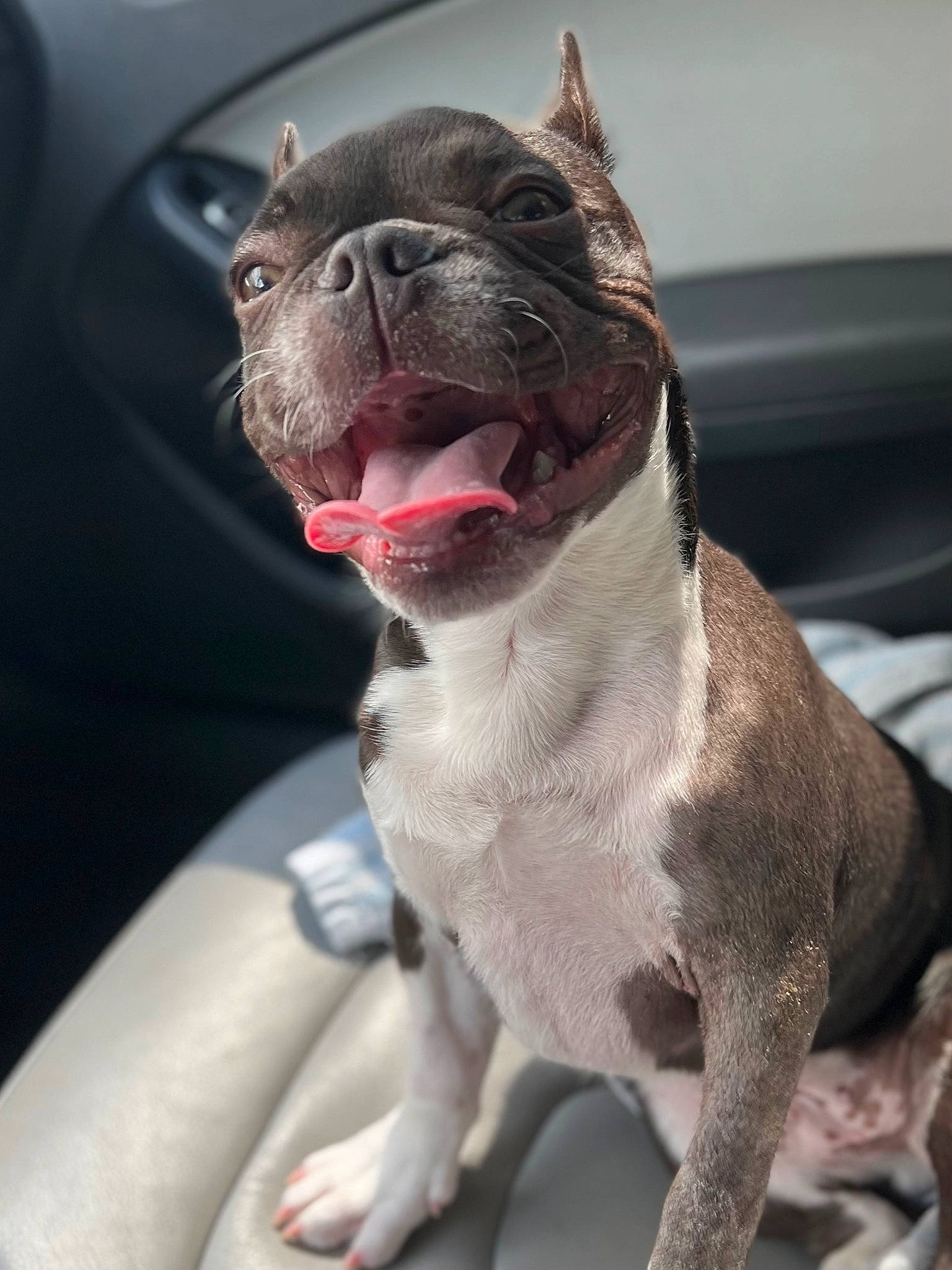 Boss Bossie joined the competition — help win amazing prizes! canidae, carnivore, collar, comfort, companion_dog, dog, dog_breed, dog_collar, fang, fawn, fur, jaw, liver, snout, sporting_group, terrestrial_animal, whiskers, window, windshield, working_animal