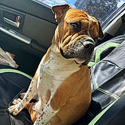 Peaches joined the competition — help win amazing prizes! animal, brown, car, clouds, companion, daytime, dog, door_handle, interior, leather_seat, pet, portrait, seat, seatbelt_buckle, sitting, sky, spotted_legs, sunlight, white, window