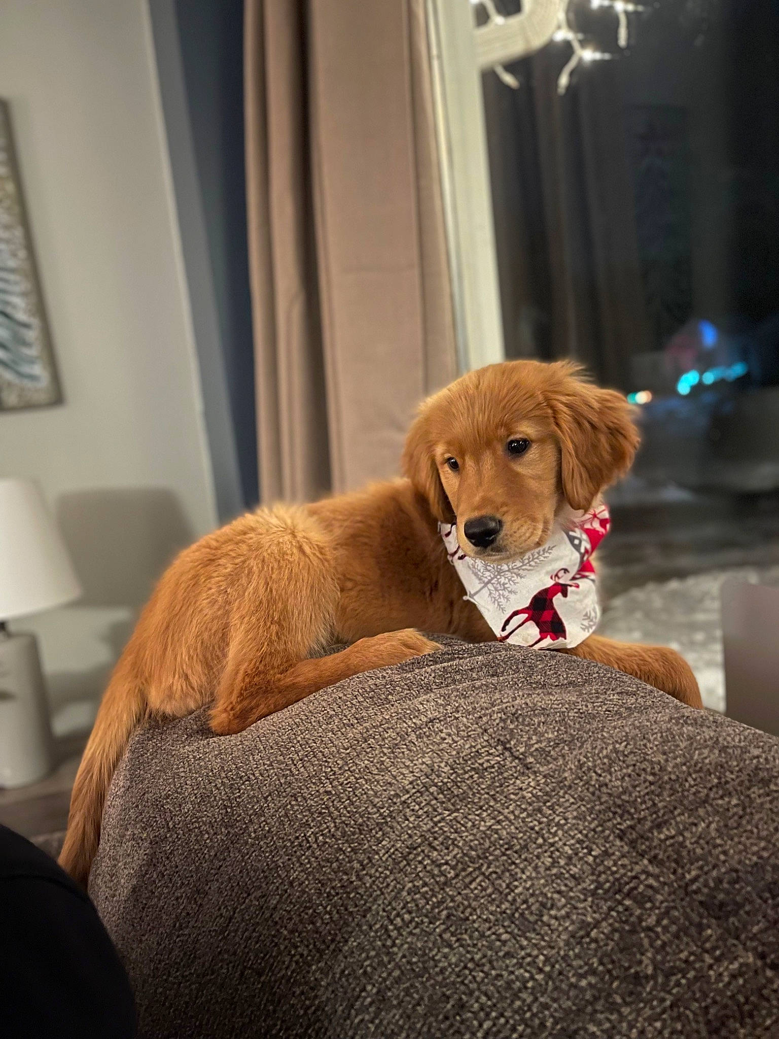 Winnie is registered to the contest to win money with this photo: canidae, carnivore, chair, comfort, companion_dog, couch, curtain, dog, dog_breed, dog_supply, fawn, floor, flooring, fur, liver, picture_frame, snout, sporting_group, tail, working_animal