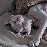 Toby joined the competition — help win amazing prizes! sphynx_cat, cat, pet, sleeping, bed, blanket, paw, ear, wrinkled_skin, pink_nose, indoor, cozy, close_up, portrait, furless, cushion, soft_texture, nap, relaxed, home