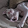 sphynx_cat, cat, pet, sleeping, bed, blanket, paw, ear, wrinkled_skin, pink_nose, indoor, cozy, close_up, portrait, furless, cushion, soft_texture, nap, relaxed, home