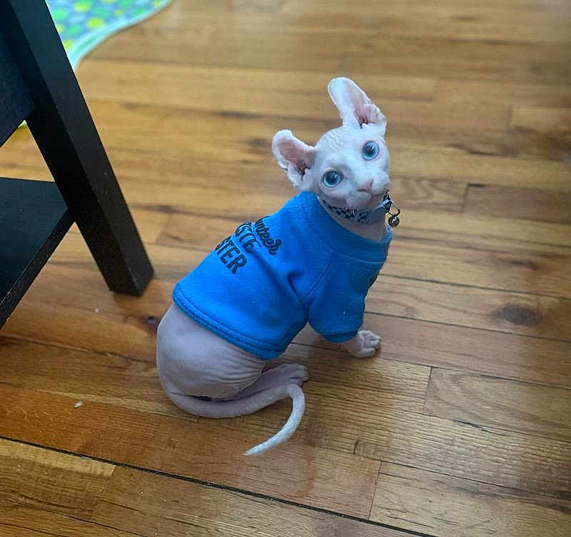 Toby joined the competition — help win amazing prizes! sphynx_cat, cat, pet, hairless, blue_sweater, collar, big_eyes, looking_back, sitting, wood_floor, indoor, domestic_animal, cute, portrait, tail, table_leg, play_mat, flooring, home, camera_aware