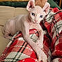 Toby is registered to the contest to win money with this photo: sphynx_cat, cat, hairless_cat, blue_eyes, wrinkled_skin, pet, indoor, plaid_blanket, blanket, sofa, relaxed, looking_at_camera, close_up, front_paws, cute, cozy, home, feline, pet_owner_leg, portrait