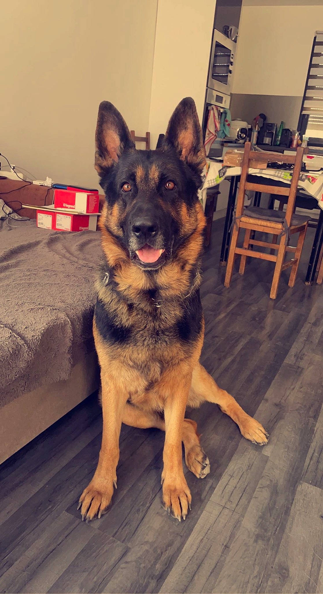 Voyou a rejoint le concours — aidez-le/la à gagner de superbes lots ! canidae, carnivore, cloud, companion_dog, dog, dog_breed, east_european_shepherd, fawn, flooring, fur, german_shepherd_dog, guard_dog, hardwood, herding_dog, king_shepherd, old_german_shepherd_dog, sky, snout, sporting_group, wood