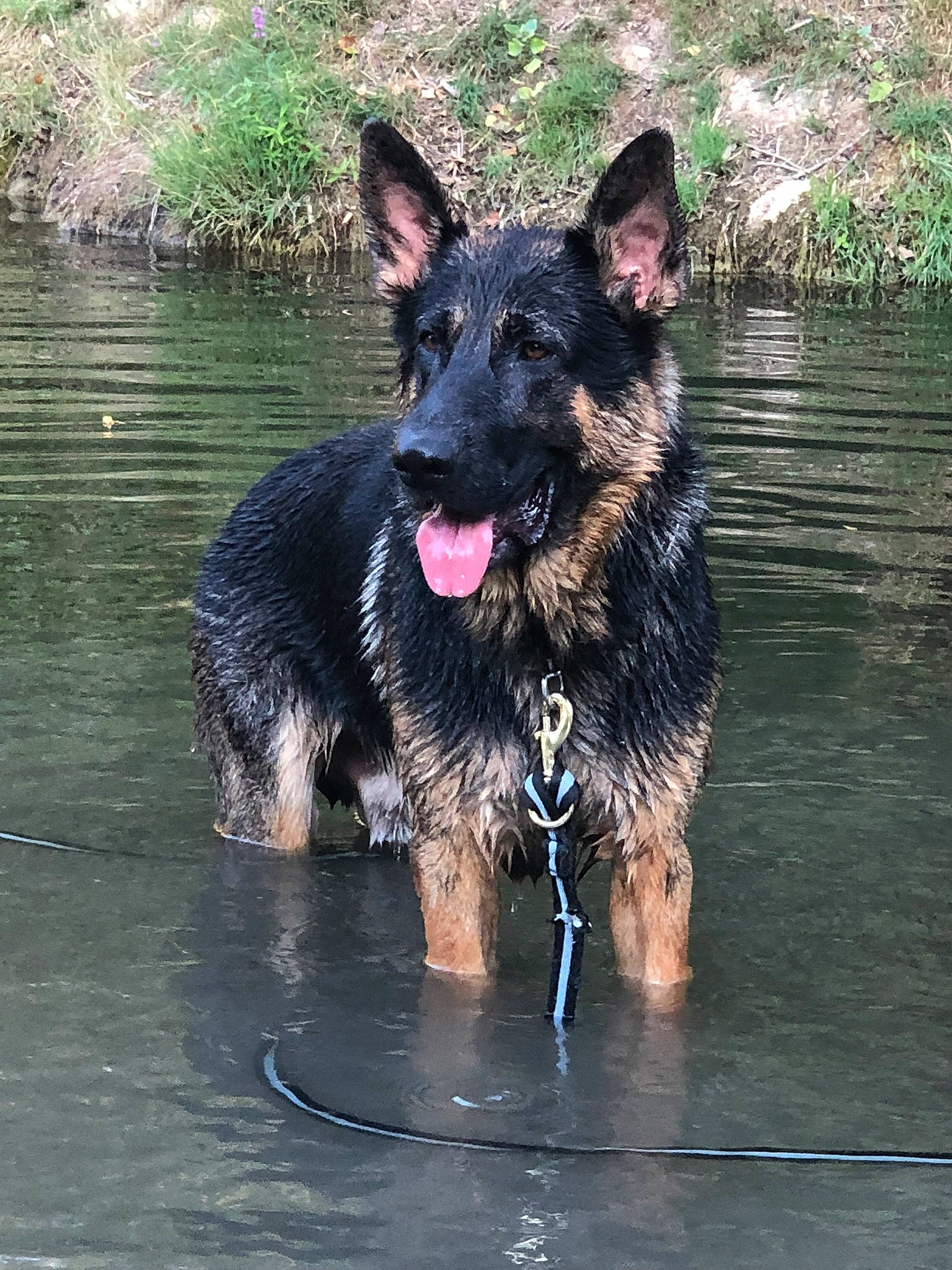 Voyou a rejoint le concours — aidez-le/la à gagner de superbes lots ! bohemian_shepherd, canidae, carnivore, dog, dog_breed, east_european_shepherd, german_shepherd_dog, herding_dog, king_shepherd, kunming_wolfdog, mammal, old_german_shepherd_dog, rare_breed_dog, shiloh_shepherd_dog, sporting_group, vertebrate, working_dog