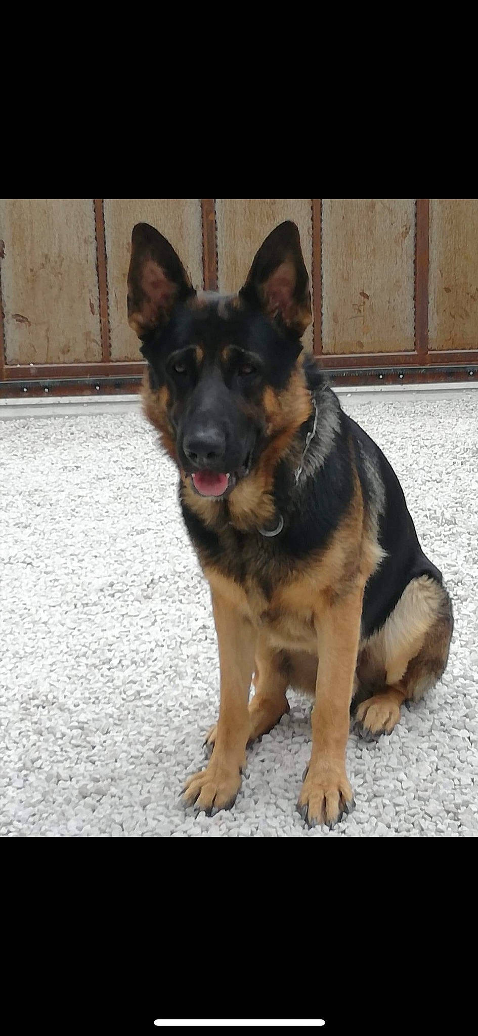 Voyou participe au concours pour gagner de l'argent avec cette photo : bohemian_shepherd, canidae, carnivore, dog, dog_breed, east_european_shepherd, fawn, german_shepherd_dog, king_shepherd, kunming_wolfdog, mammal, old_german_shepherd_dog, police_dog, rare_breed_dog, shiloh_shepherd_dog, snout, vertebrate, working_dog