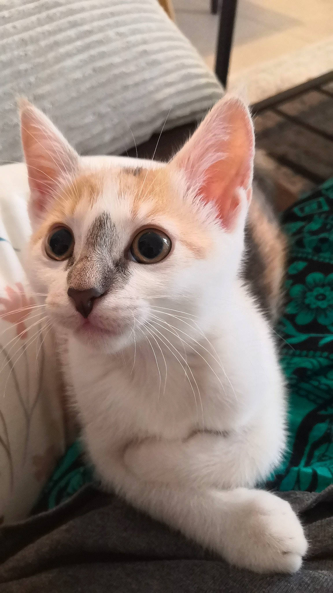 Simone a rejoint le concours — aidez-le/la à gagner de superbes lots ! carnivore, cat, close_up, domestic_short_haired_cat, eye, fawn, felidae, fur, head, mammal, paw, small_to_medium_sized_cats, snout, tail, vertebrate, whiskers, window