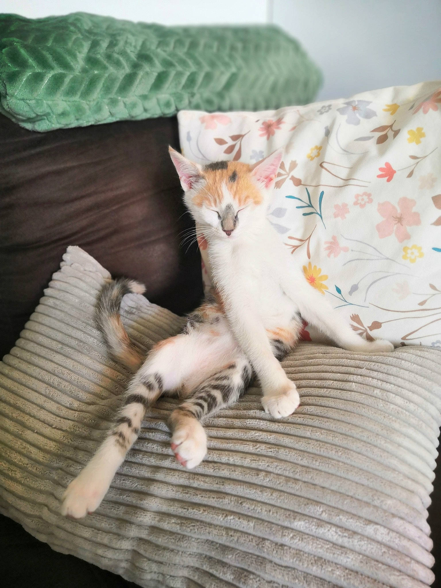 Simone a rejoint le concours — aidez-le/la à gagner de superbes lots ! bedding, carnivore, cat, comfort, companion_dog, couch, domestic_short_haired_cat, fawn, felidae, fur, lap, leg, linens, mammal, paw, small_to_medium_sized_cats, tail, textile, whiskers, wood