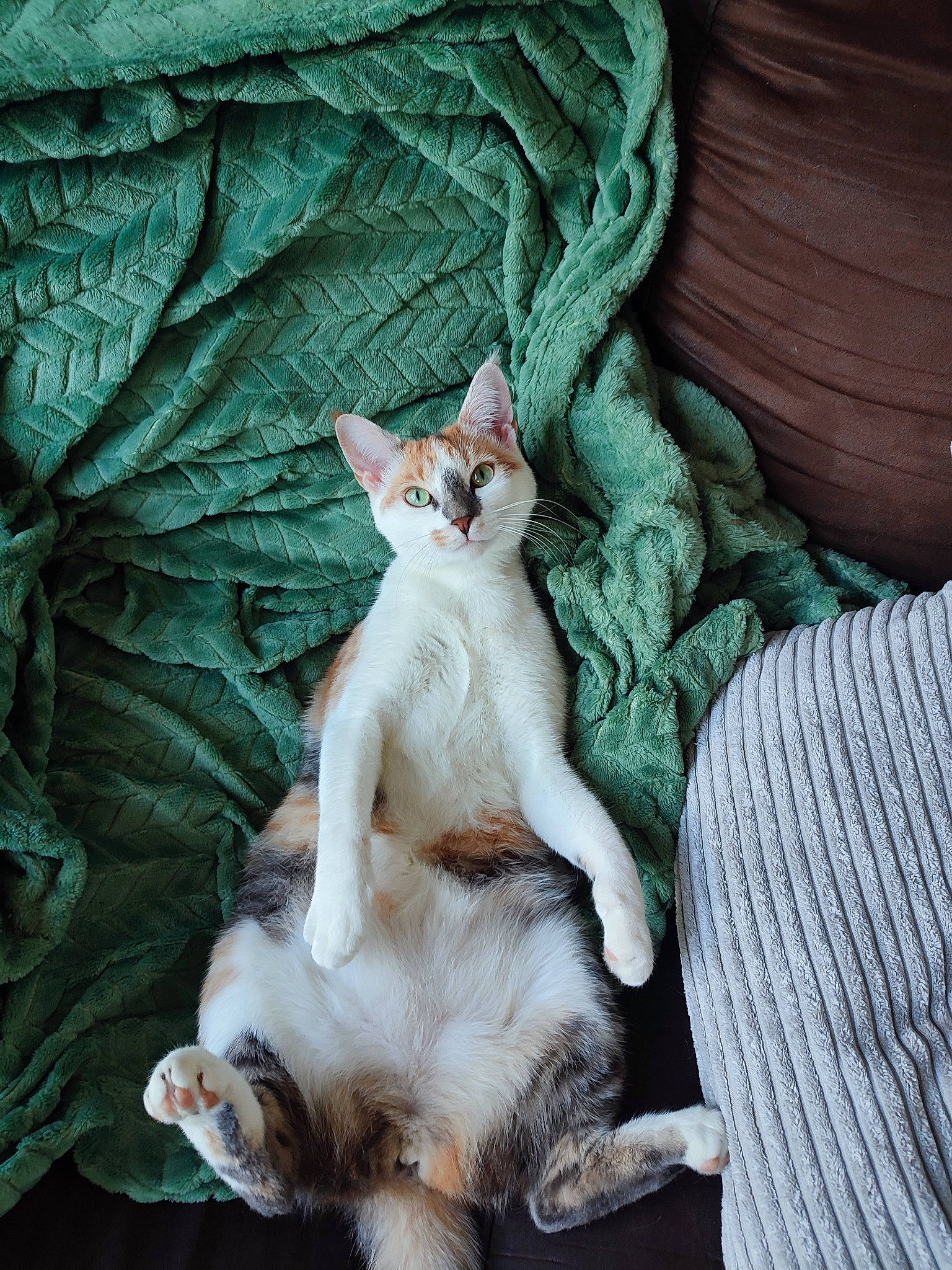 Simone participe au concours pour gagner de l'argent avec cette photo : bedding, blanket, carnivore, cat, claw, comfort, domestic_short_haired_cat, fawn, felidae, fur, grass, linens, nap, pattern, paw, plant, small_to_medium_sized_cats, tail, whiskers