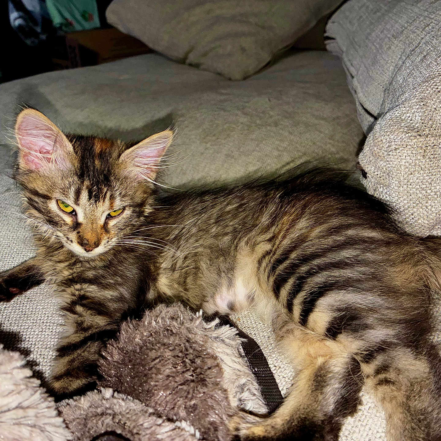 Zelda is registered to the contest to win money with this photo: kitten, cat, tabby, feline, pet, indoor, couch, cushion, blanket, fur, whiskers, relaxed, sleepy, cozy, home, animal, young, cute, striped, resting