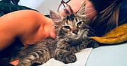 Zelda is registered to the contest to win money with this photo: cat, kitten, person, glasses, bed, blanket, fur, relaxing, indoor, closeup, resting, comfort, cute, pet, animal, young, feline, portrait, lying_down, cozy