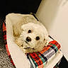 Daenerys joined the competition — help win amazing prizes! dog, pet_bed, plaid, white_dog, curled_up, cozy, carpet, indoor, looking_up, fluffy, small_dog, resting, canine, bed, soft, fur, cute, animal, companion, domestic