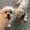 Daenerys is registered to the contest to win money with this photo: dog, white_dog, pet, animal, carpet, indoor, cute, fluffy, tongue_out, happy, blurred_background, two_dogs, companion, playful, fur, small_dog, domestic_animal, friendly, canine, portrait