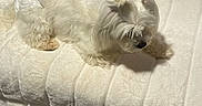 Daenerys joined the competition — help win amazing prizes! dog, white_dog, fluffy, pet, bed, blanket, quilt, pink_quilt, fur, indoor, resting, cute, small_dog, animal, relaxing, cozy, fur_pigtails, carpet, soft_texture, sleepy