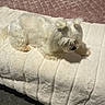 dog, white_dog, fluffy, pet, bed, blanket, quilt, pink_quilt, fur, indoor, resting, cute, small_dog, animal, relaxing, cozy, fur_pigtails, carpet, soft_texture, sleepy