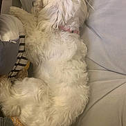Daenerys joined the competition — help win amazing prizes! dog, white_dog, fluffy, sleeping, collar, couch, indoor, pet, resting, fur, cozy, relaxing, curled_up, home, animal, companion, soft_texture, calm, domestic, cute