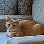 cat, orange_tabby, pet, sofa, couch, indoor, collar, tag, loaf, relaxed, whiskers, ears, paw, looking_at_camera, furniture, upholstery, cushion, portrait, domestic, home