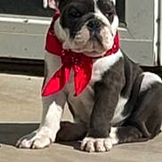 Milo joined the competition — help win amazing prizes! adorable, animal, bandana, black_and_white, bulldog, canine, companion, concrete, cute, dog, domestic_animal, outdoor, pet, porch, puppy, red_bandana, sitting, small, sunlight, young