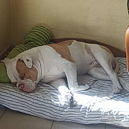 Arrow a rejoint le concours — aidez-le/la à gagner de superbes lots ! blanket, brown, bulldog, chair, corner, cozy, dog, floor, green, indoor, pet, plush, quiet, relaxation, resting, sleeping, striped, sunlight, tile, toy