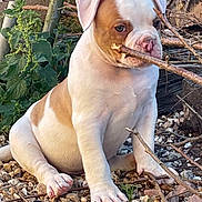 Arrow participe au concours pour gagner de l'argent avec cette photo : animal, brown, cute, daylight, dog, ears, grass, leaves, nature, outdoor, pebbles, pet, playful, puppy, sitting, snout, stick, white, wood, young