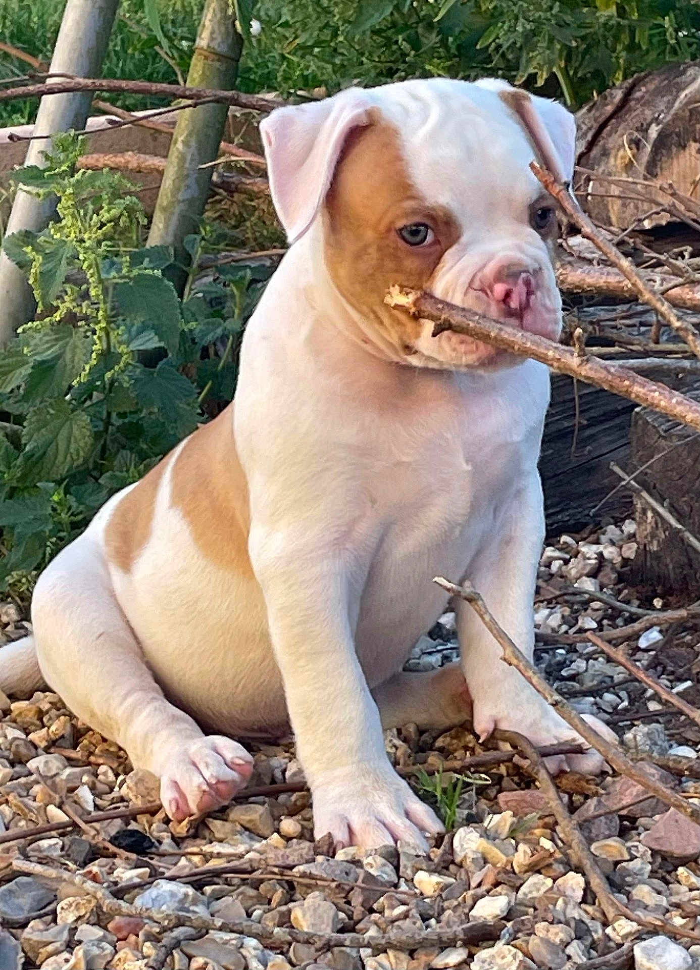 Arrow participe au concours pour gagner de l'argent avec cette photo : animal, brown, cute, daylight, dog, ears, grass, leaves, nature, outdoor, pebbles, pet, playful, puppy, sitting, snout, stick, white, wood, young