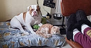 Arrow a rejoint le concours — aidez-le/la à gagner de superbes lots ! animal, bed, blanket, cat, chair, cord, cushion, dog, floor, furniture, indoor, metal_bowl, orange_cat, person, pet, relaxing, resting, slippers, wall, white_dog
