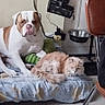 Arrow a rejoint le concours — aidez-le/la à gagner de superbes lots ! animal, bed, blanket, cat, chair, cord, cushion, dog, floor, furniture, indoor, metal_bowl, orange_cat, person, pet, relaxing, resting, slippers, wall, white_dog
