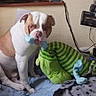 Arrow a rejoint le concours — aidez-le/la à gagner de superbes lots ! animal, blue_blanket, brown_and_white, bulldog, cord, cozy, dog, floor, home, indoor, looking, pet, pet_bed, plush, sitting, toy, vacuum_cleaner, wall, water_bowls, window_sill