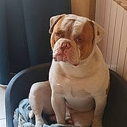 Arrow a rejoint le concours — aidez-le/la à gagner de superbes lots ! dog, bulldog, pet_bed, blankets, indoor, curtain, radiator, tile_floor, animal, resting, looking, brown_and_white, fur, companion, domestic, cute, sitting, toy, quiet, home