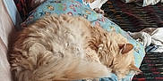 Timine a rejoint le concours — aidez-le/la à gagner de superbes lots ! animal, blanket, cat, colorful, couch, cozy, dog, fabric, fur, furry, home, indoor, nap, orange_cat, pet, pillow, relaxing, resting, sleeping, white_dog