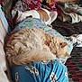 cat, dog, sleeping, pillow, blanket, couch, indoor, pet, furry, cozy, resting, orange_cat, white_dog, colorful, fabric, home, relaxing, animal, fur, nap
