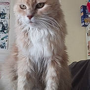 Timine a rejoint le concours — aidez-le/la à gagner de superbes lots ! cat, fluffy, orange_cat, white_fur, indoor, table, magazines, calm, thoughtful, pet, feline, domestic_animal, whiskers, ears, face, fur, sitting, household, background, drawing