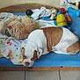 animal, bed, blanket, brown_and_white_dog, cat, chair, cozy, dog, domestic, floor, fluffy_cat, indoor, pet, resting_dog, sleeping_cat, tile_floor, toy, wall_socket, water_bowl, wooden_bed_frame